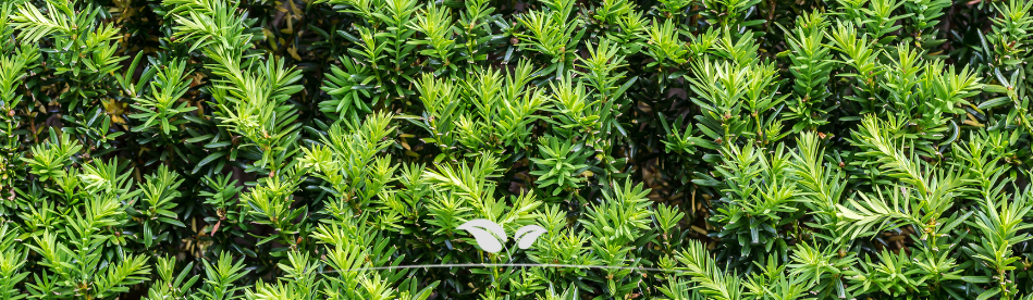 Taxus baccata online kaufen | Gardline